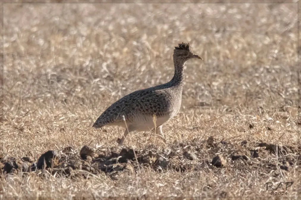 File:Nothoprocta cinerascens 393645522.jpg