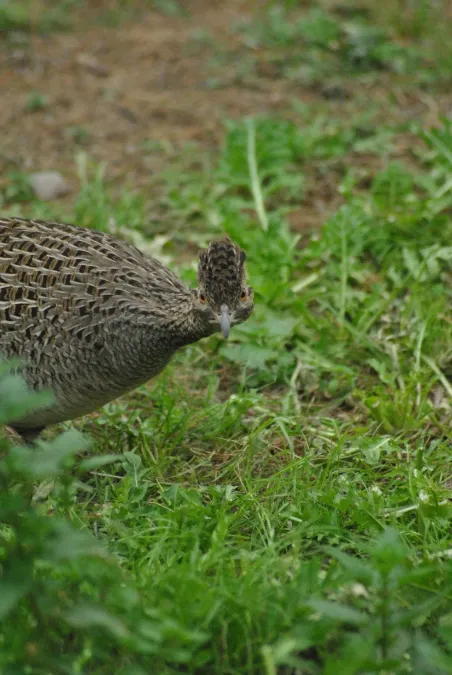 File:Nothoprocta cinerascens 312687840.jpg