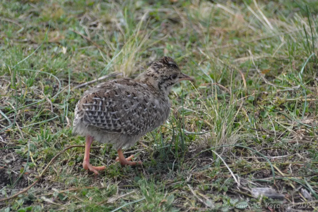 File:Nothoprocta pentlandii 266076636.jpg