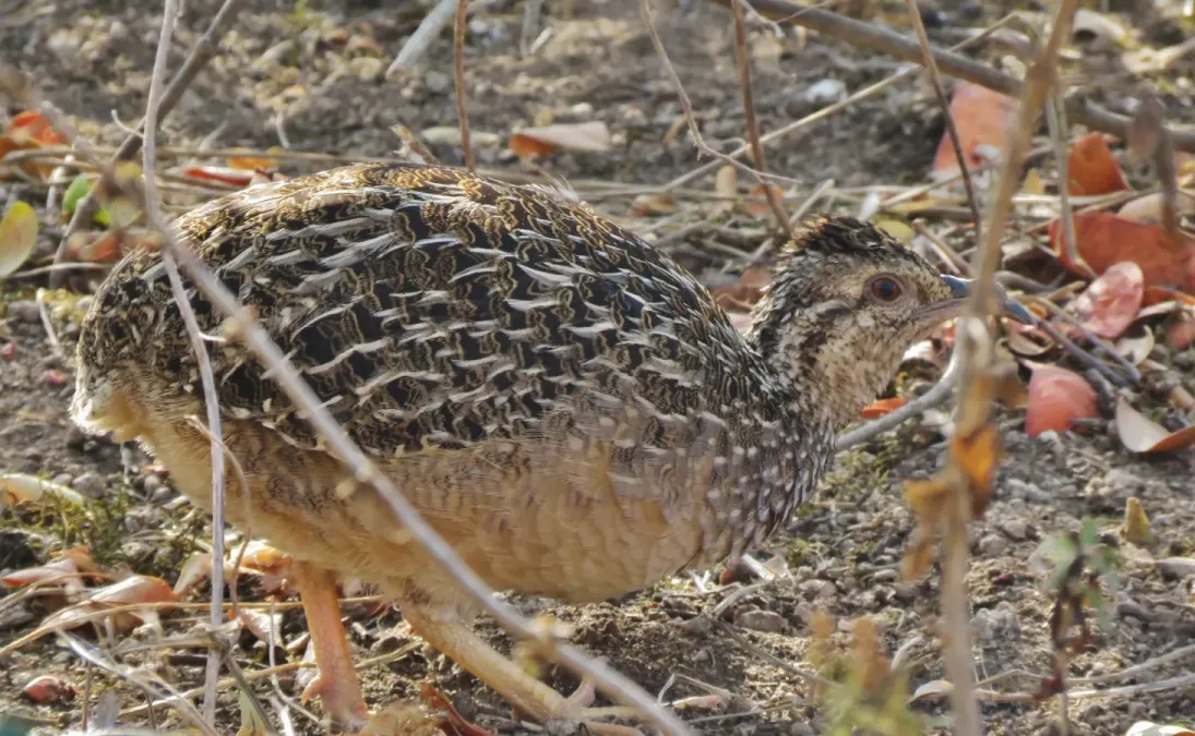 File:Nothoprocta pentlandii 16225982.jpg
