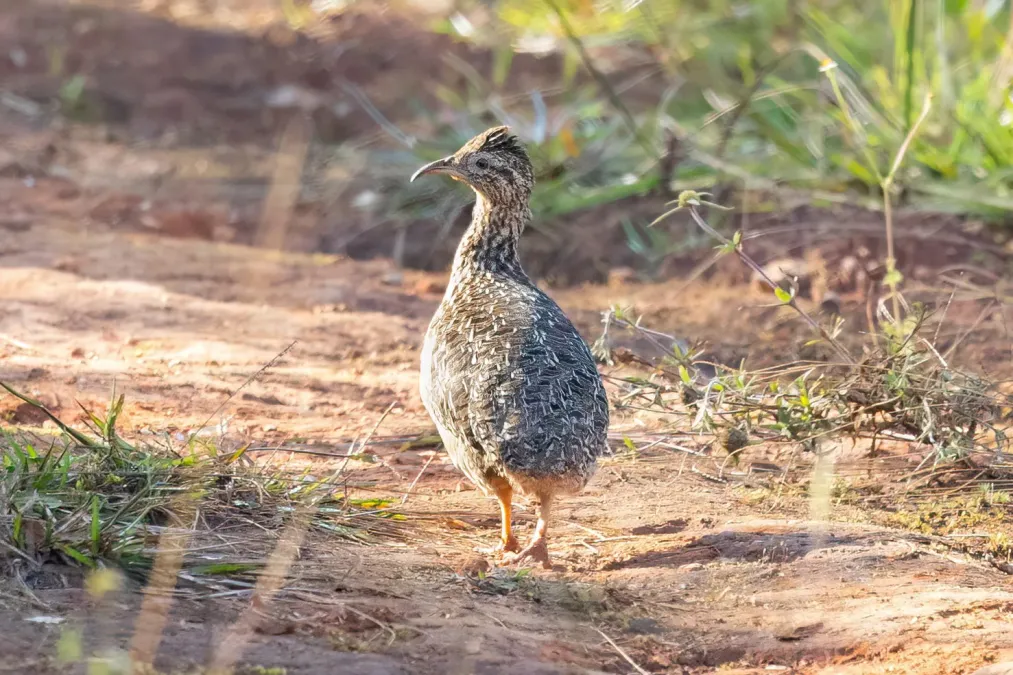 File:Nothoprocta curvirostris 197834823.jpg