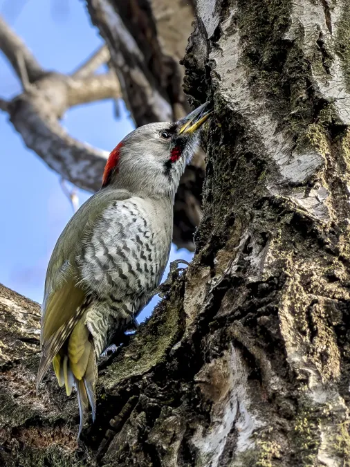 File:Picus awokera Gumma Japan 20240317- YAS7149-3.jpg