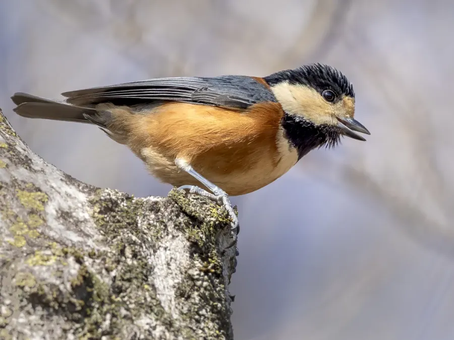 File:Sittiparus varius Gumma-ken Japan 20240302- YAS1267-2.jpg
