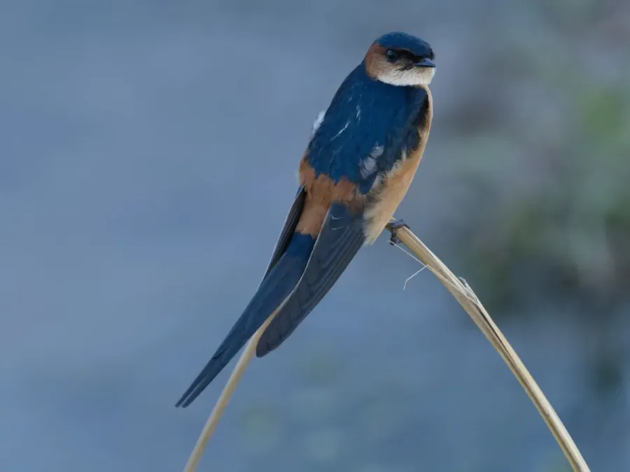 File:Cecropis melanocrissus 174121234.jpg