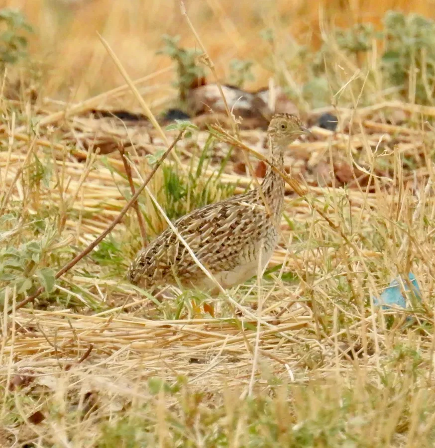 File:Nothura boraquira 343397910.jpg