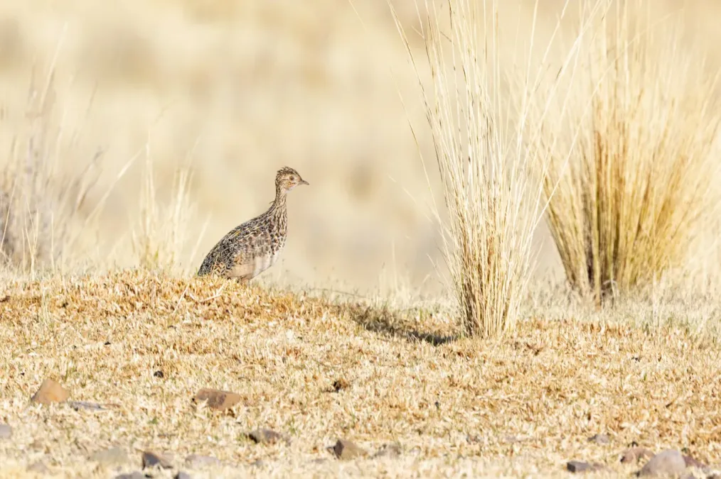 File:Nothura darwinii 443394337.jpg