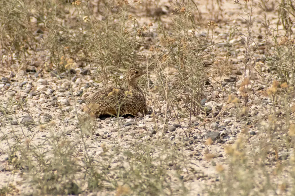 File:Nothura darwinii 260560932.jpg