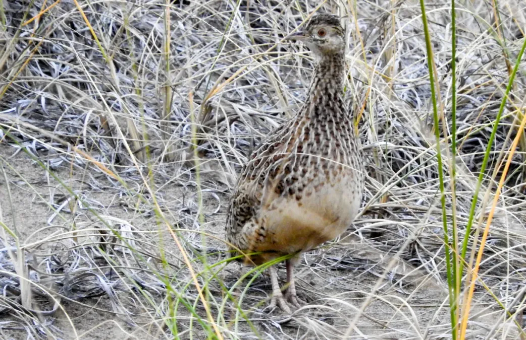 File:Nothura darwinii 116013376.jpg