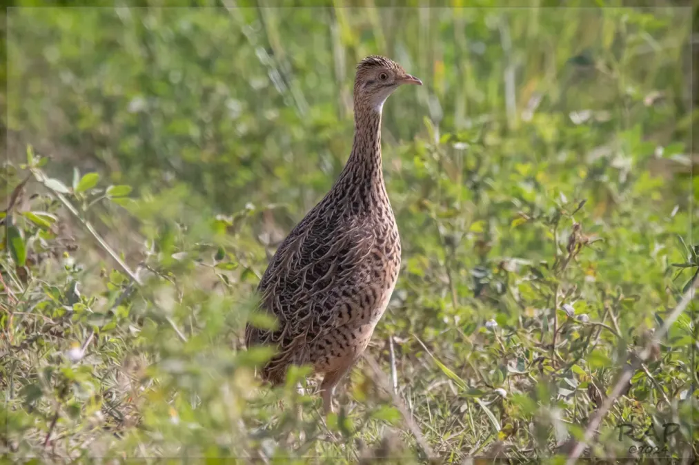 File:Nothura maculosa 451857774.jpg