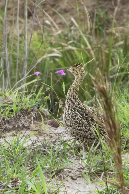 File:Nothura maculosa 438451573.jpg