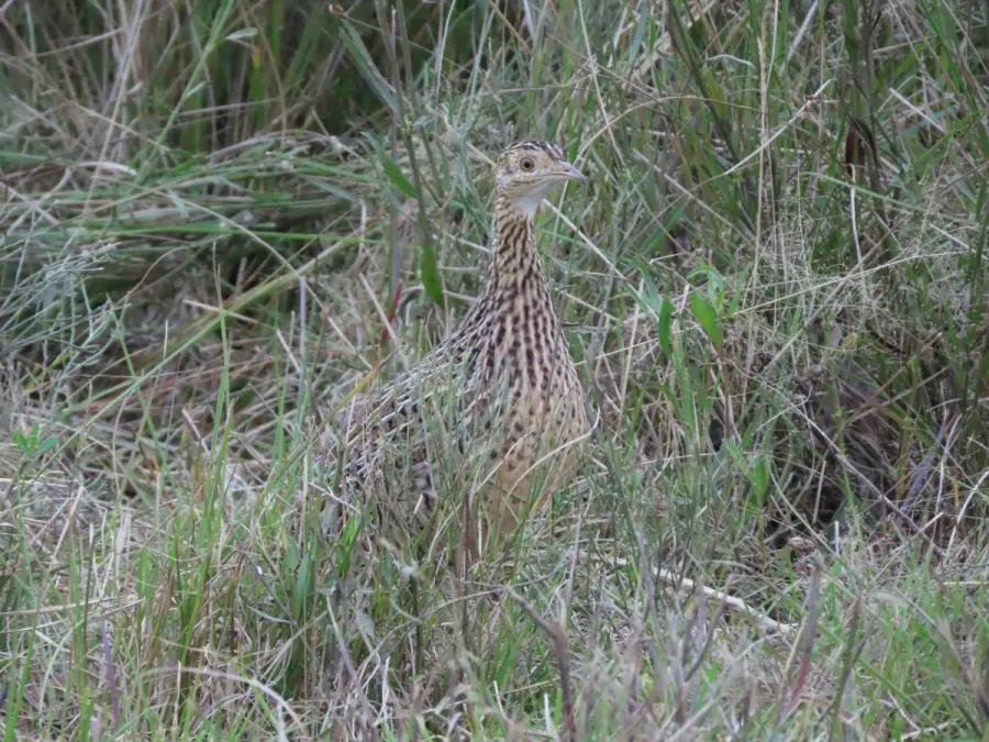 File:Nothura maculosa 394981605.jpg