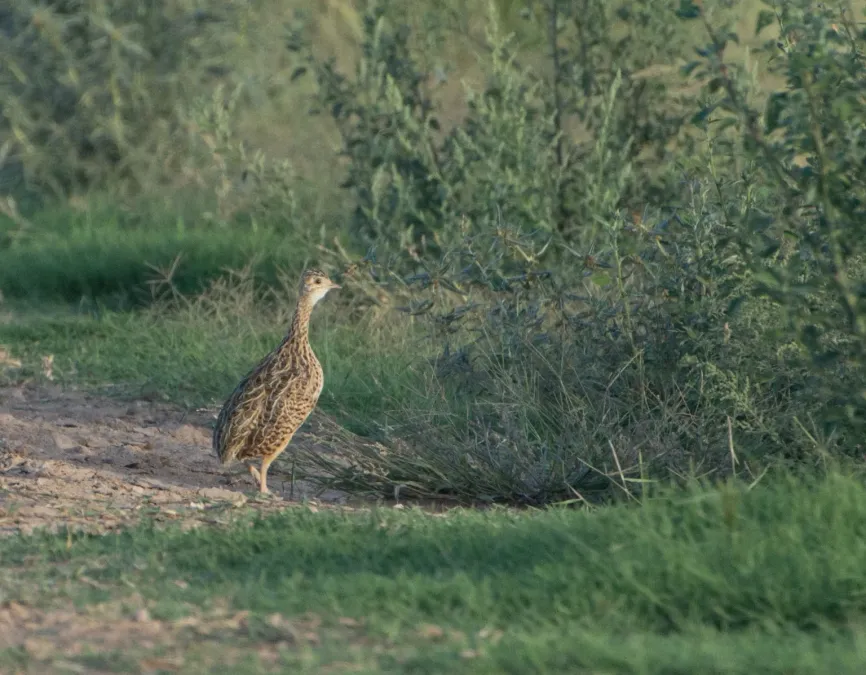 File:Nothura maculosa 420207356.jpg