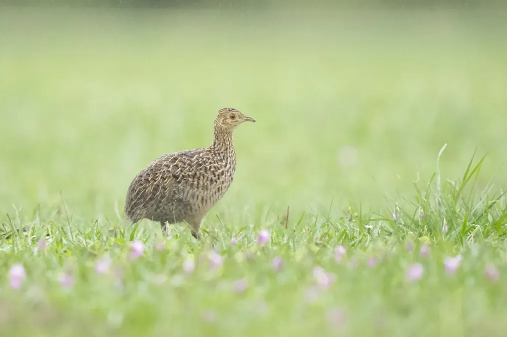 File:Nothura maculosa 418729726.jpg