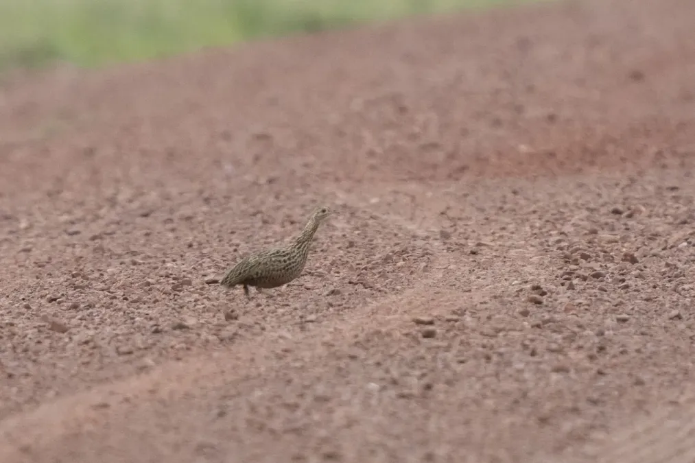 File:Nothura maculosa 418729473.jpg