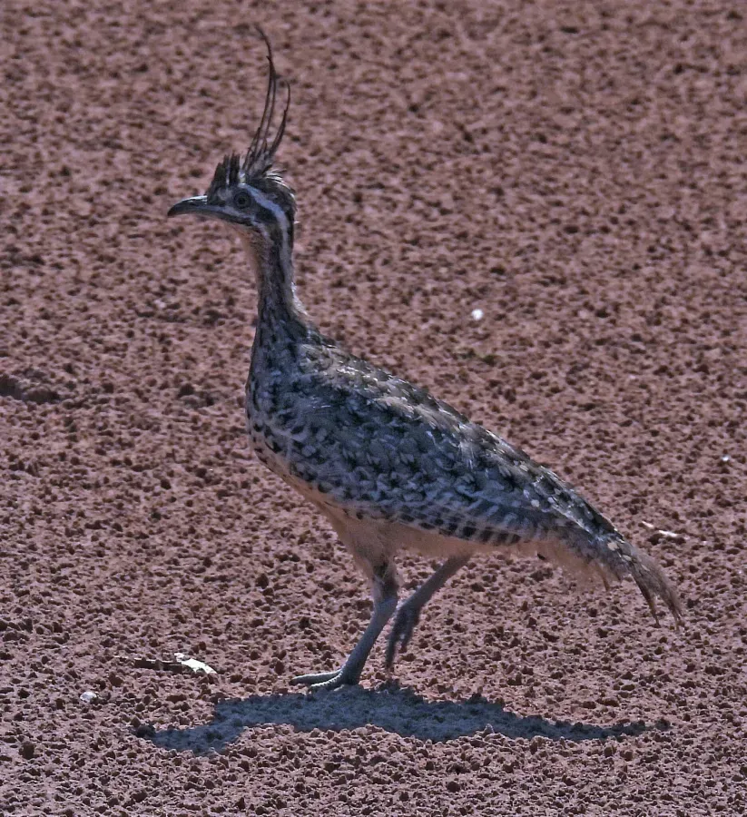 File:Eudromia formosa 246891450.jpg