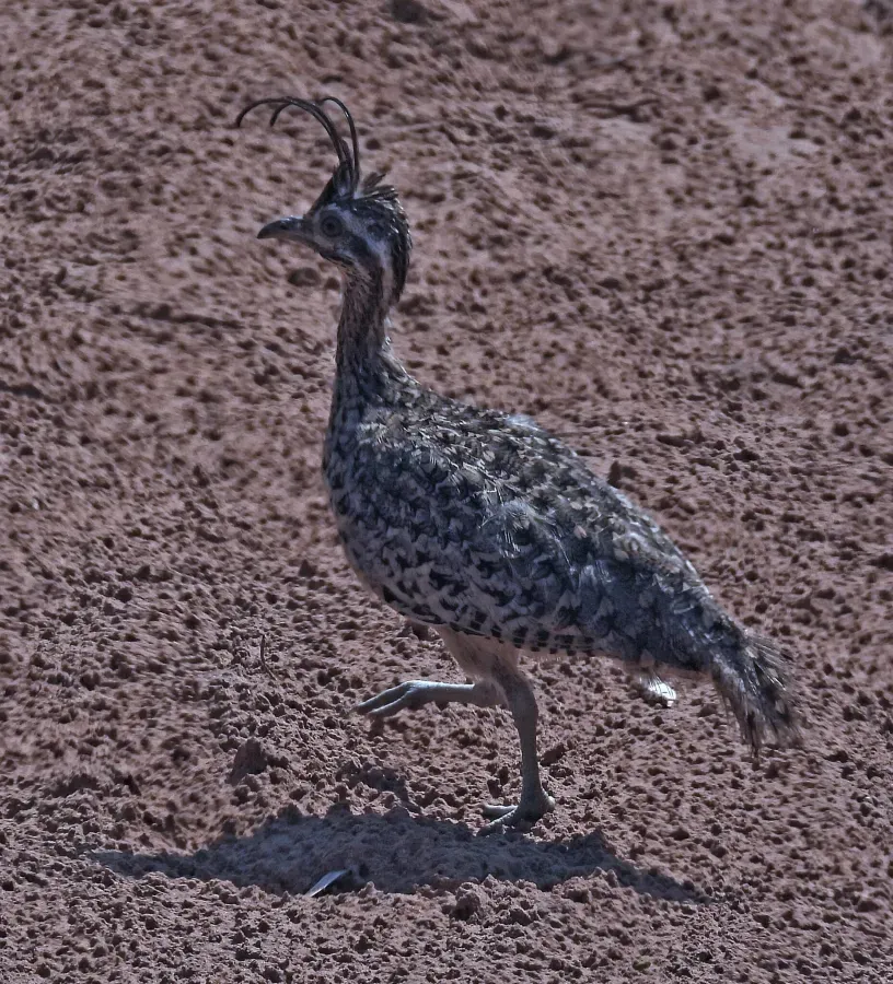 File:Eudromia formosa 246891854.jpg