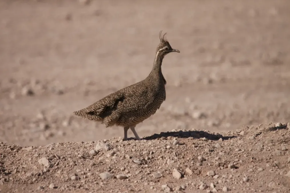 File:Eudromia elegans 440745069.jpg