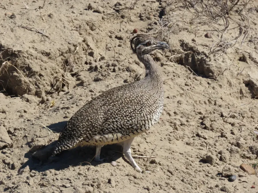 File:Eudromia elegans 367851161.jpg