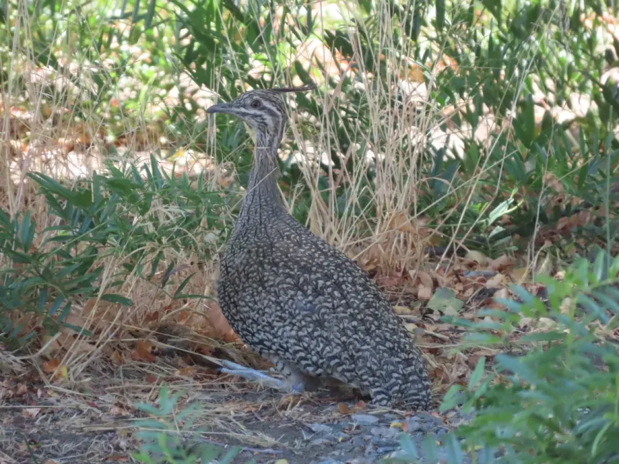 File:Eudromia elegans 350393394.jpg