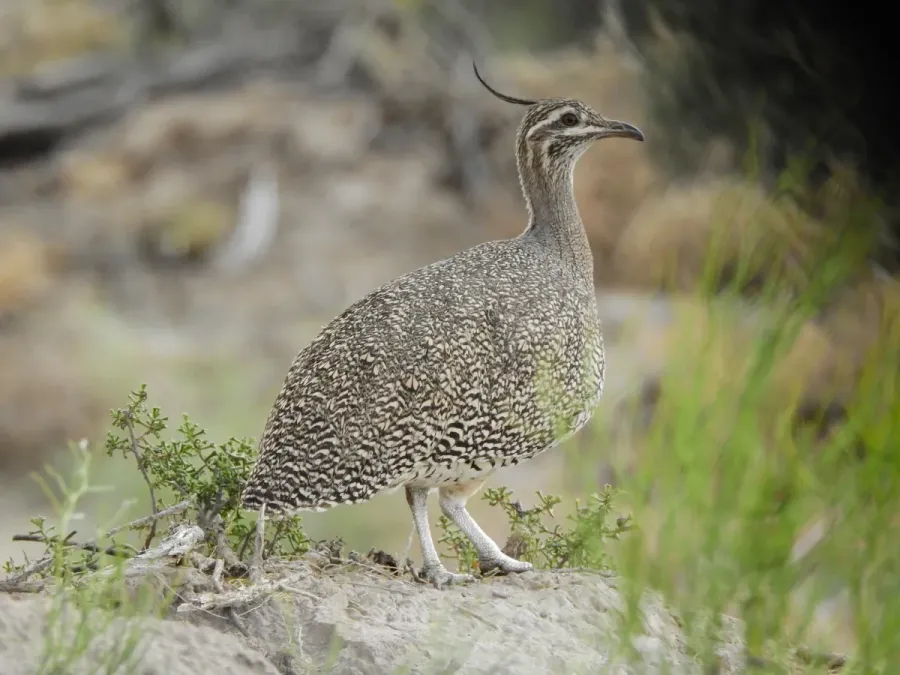 File:Eudromia elegans 343828277.jpg