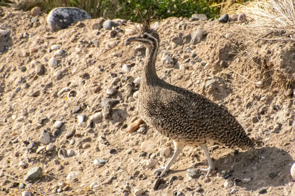 File:Eudromia elegans 259895652.jpg