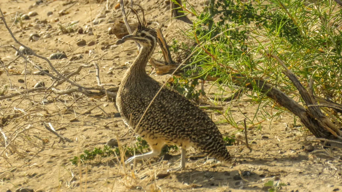 File:Eudromia elegans 259415698.jpg