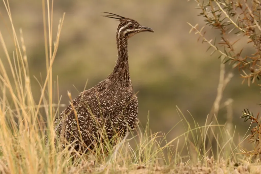 File:Eudromia elegans 253810096.jpg