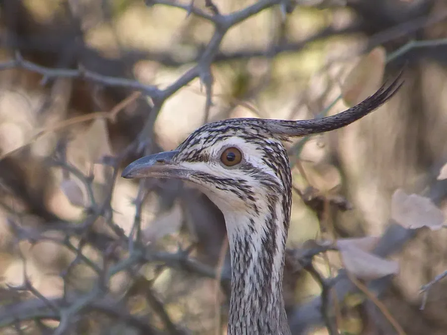 File:Eudromia elegans 152104217.jpg