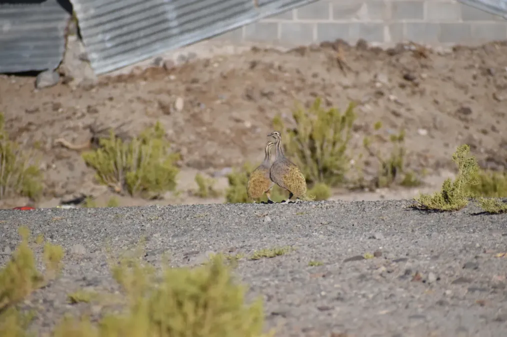 File:Tinamotis pentlandii 318874575.jpg