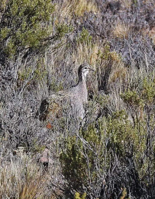 File:Tinamotis pentlandii 243647121.jpg