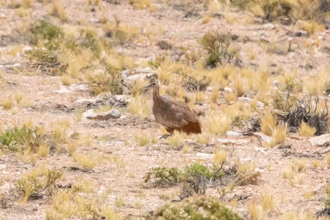 File:Tinamotis pentlandii 50863871.jpg