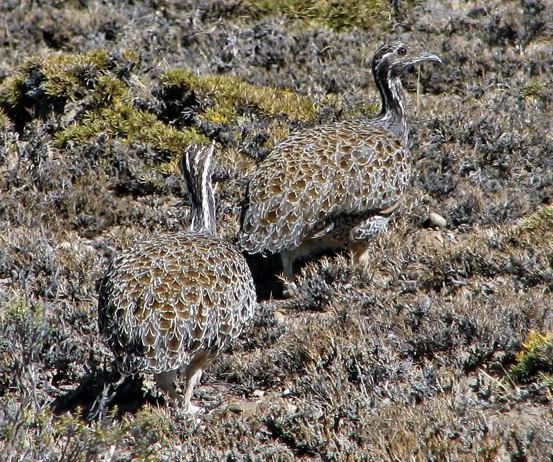 File:Tinamotis ingoufi 243645270.jpg