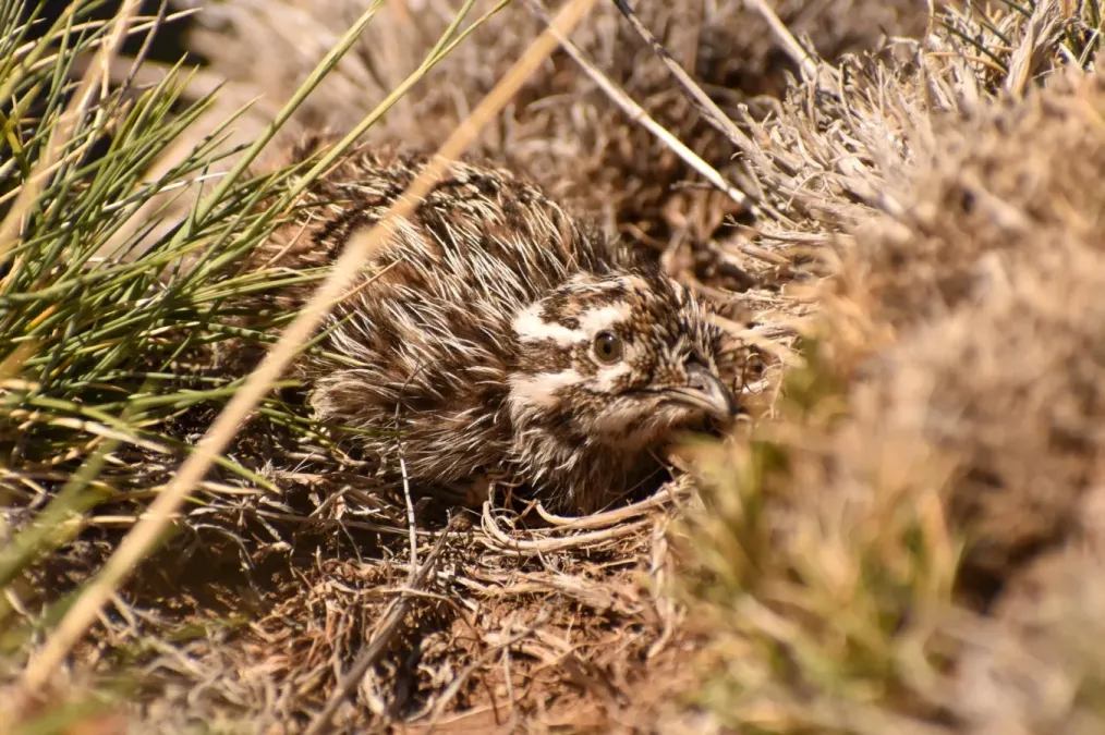 File:Tinamotis ingoufi 174023683.jpg