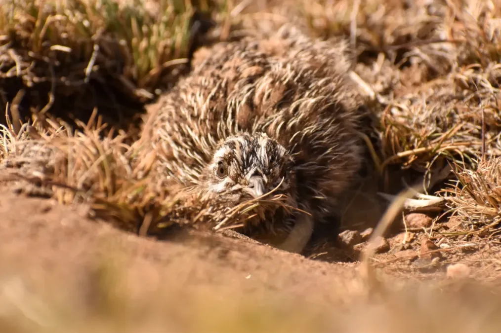 File:Tinamotis ingoufi 174023802.jpg