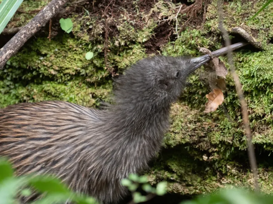 File:Apteryx australis lawryi 60398913.jpg
