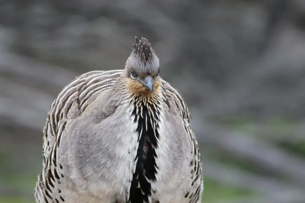 File:Leipoa ocellata 227027500.jpg