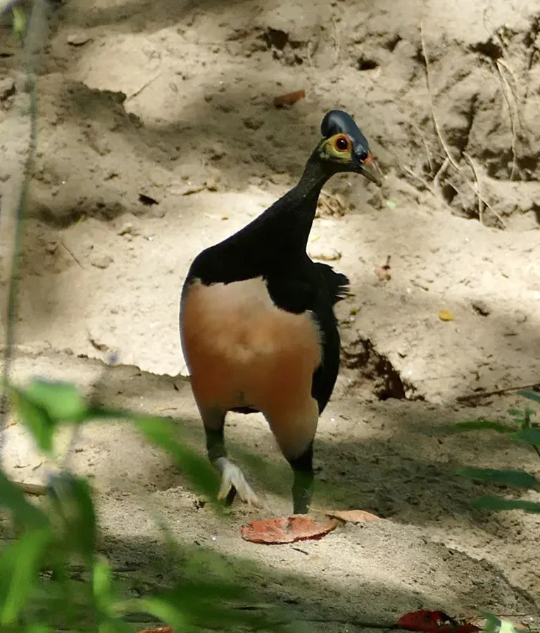 File:Macrocephalon maleo 241914797.jpg