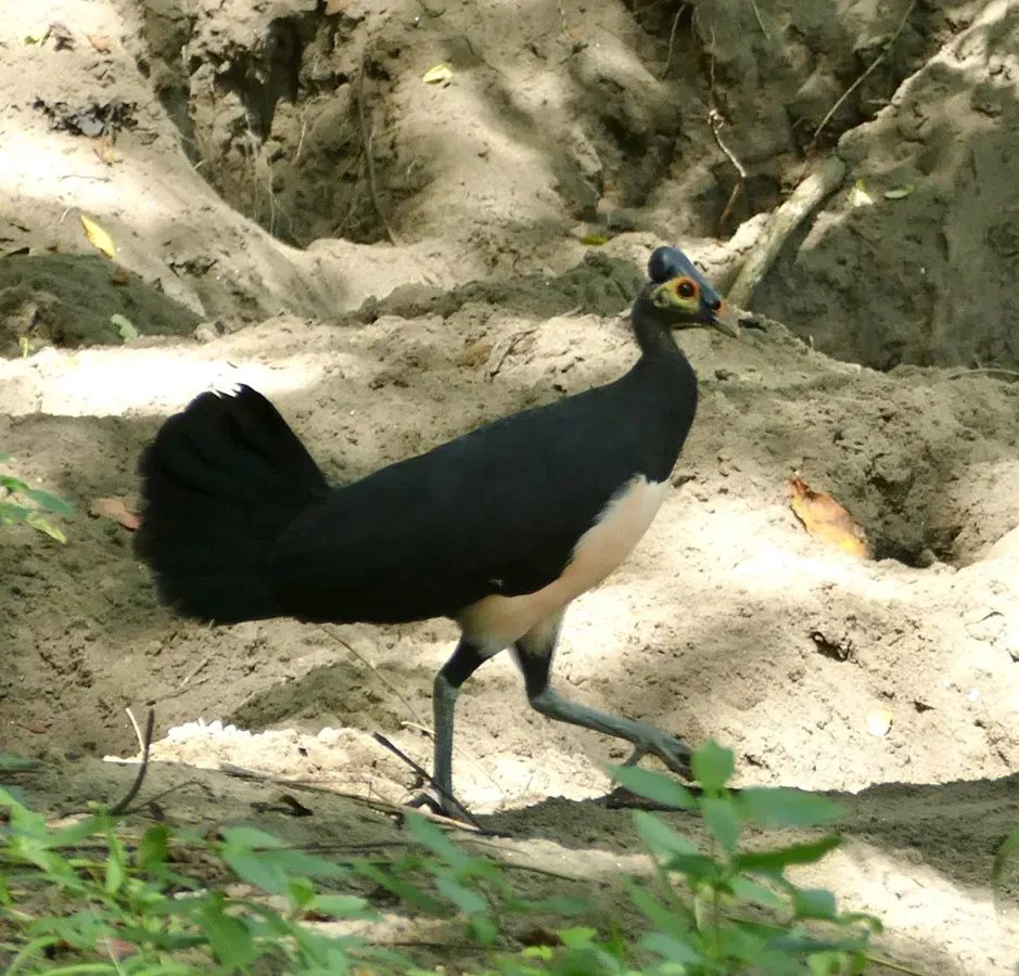 File:Macrocephalon maleo 241914820.jpg