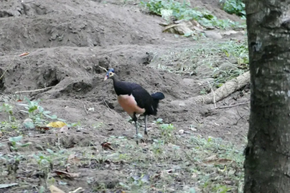 File:Macrocephalon maleo 241794133.jpg