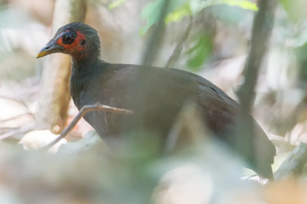 File:Megapodius cumingii 107896374.jpg