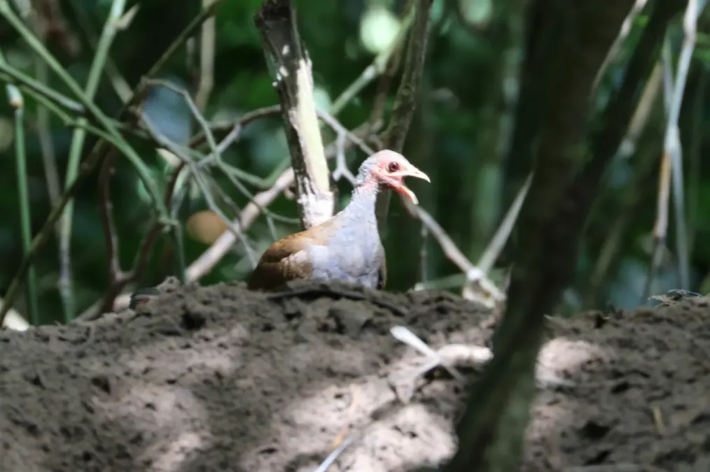 File:Megapodius cumingii 339788712.jpg