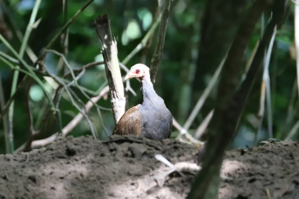 File:Megapodius cumingii 339788713.jpg