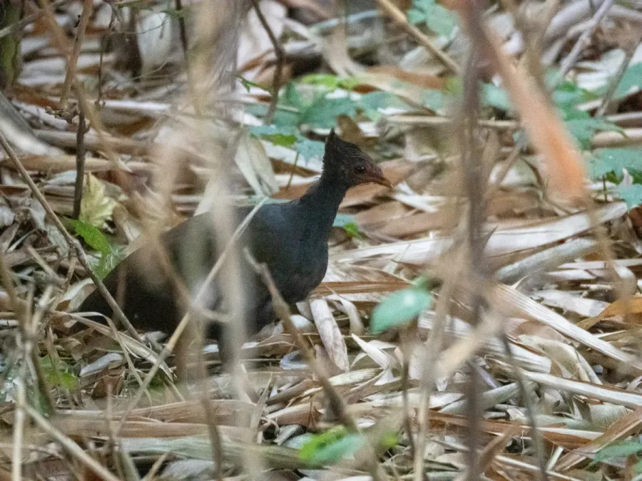 File:Megapodius reinwardt 435403259.jpg