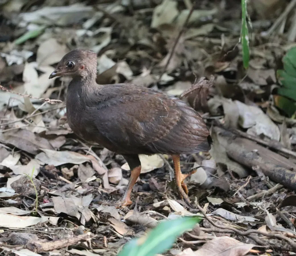 File:Megapodius reinwardt 353301166.jpg