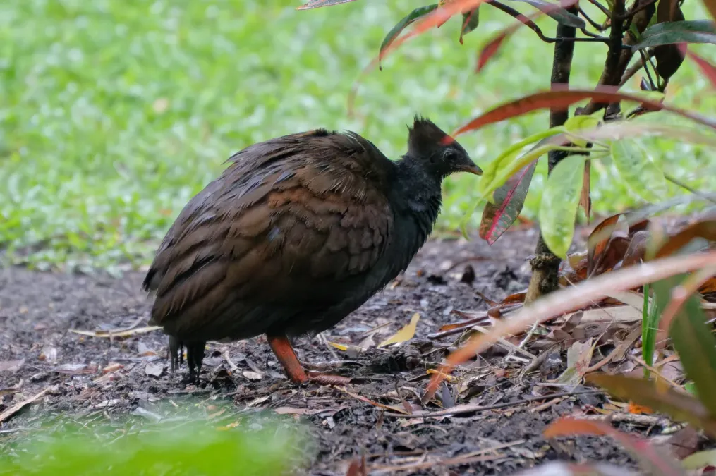 File:Megapodius reinwardt 314975848.jpg