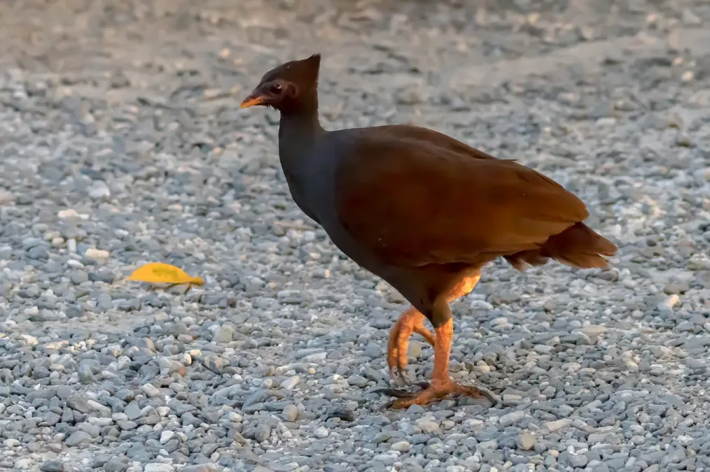 File:Megapodius reinwardt 300379057.jpg