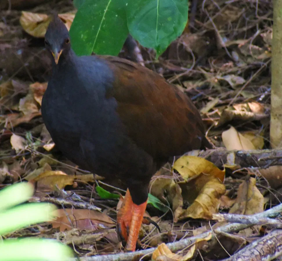 File:Megapodius reinwardt 242613934.jpg