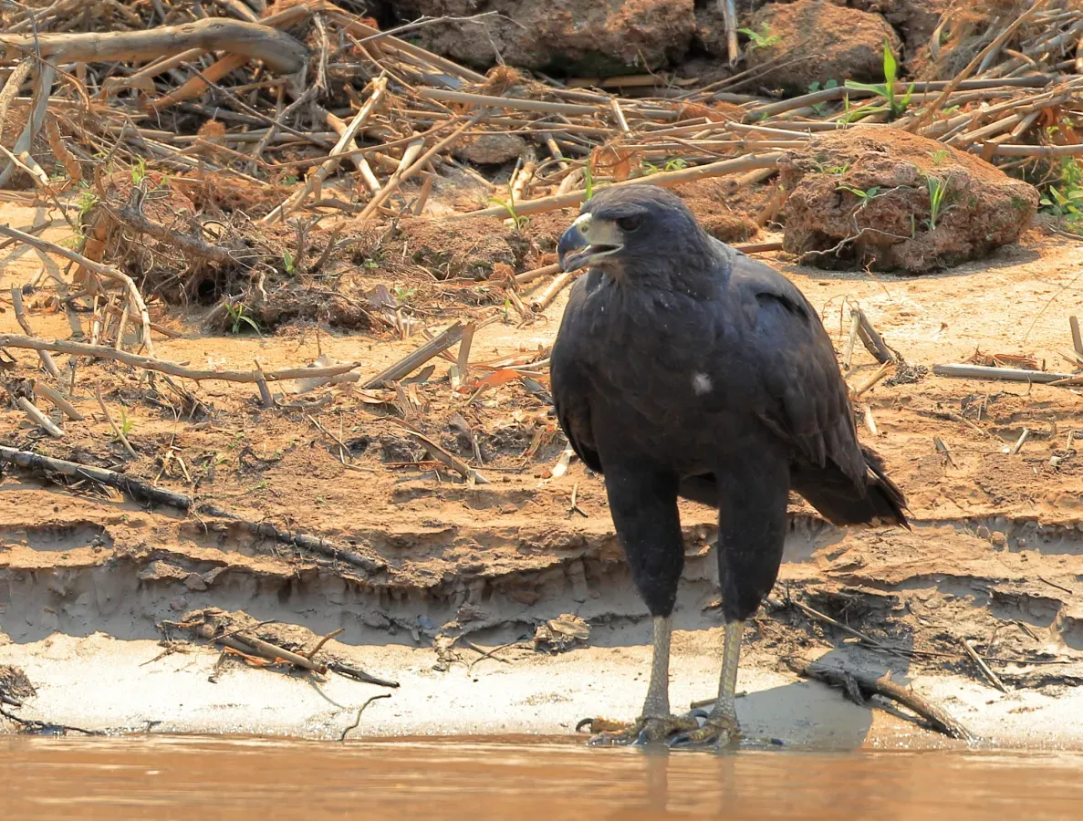 File:Buteogallus urubitinga 428517485.jpg