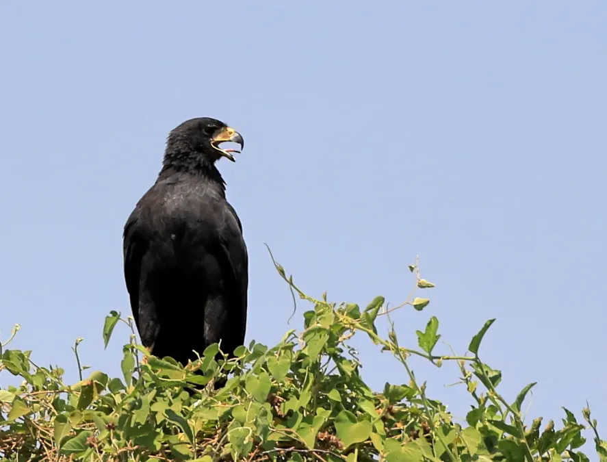 File:Buteogallus urubitinga 428517218.jpg