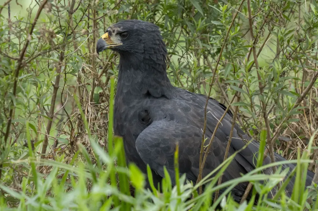 File:Buteogallus urubitinga 418729839.jpg
